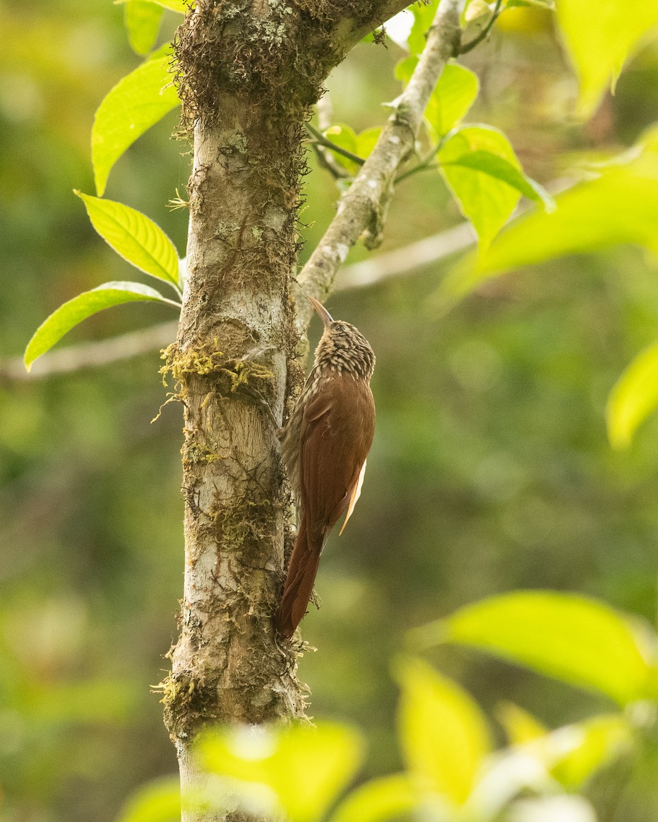 Streak-headed Woodcreeper - ML631603731