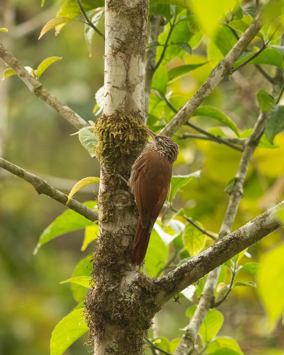 Streak-headed Woodcreeper - ML631603733