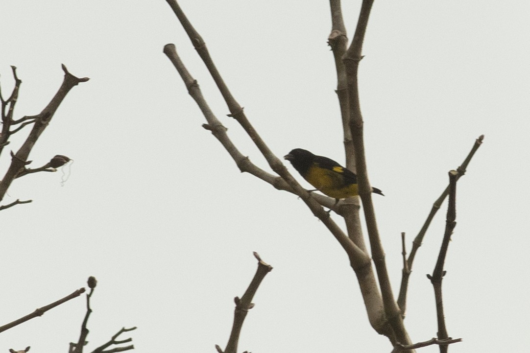 Hooded Siskin - ML631603741