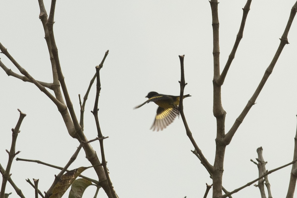 Hooded Siskin - ML631603742