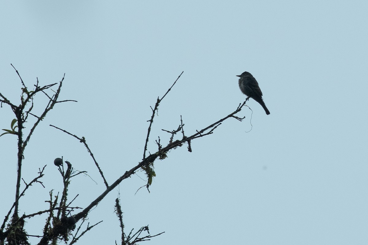 Smoke-colored Pewee - ML631603784