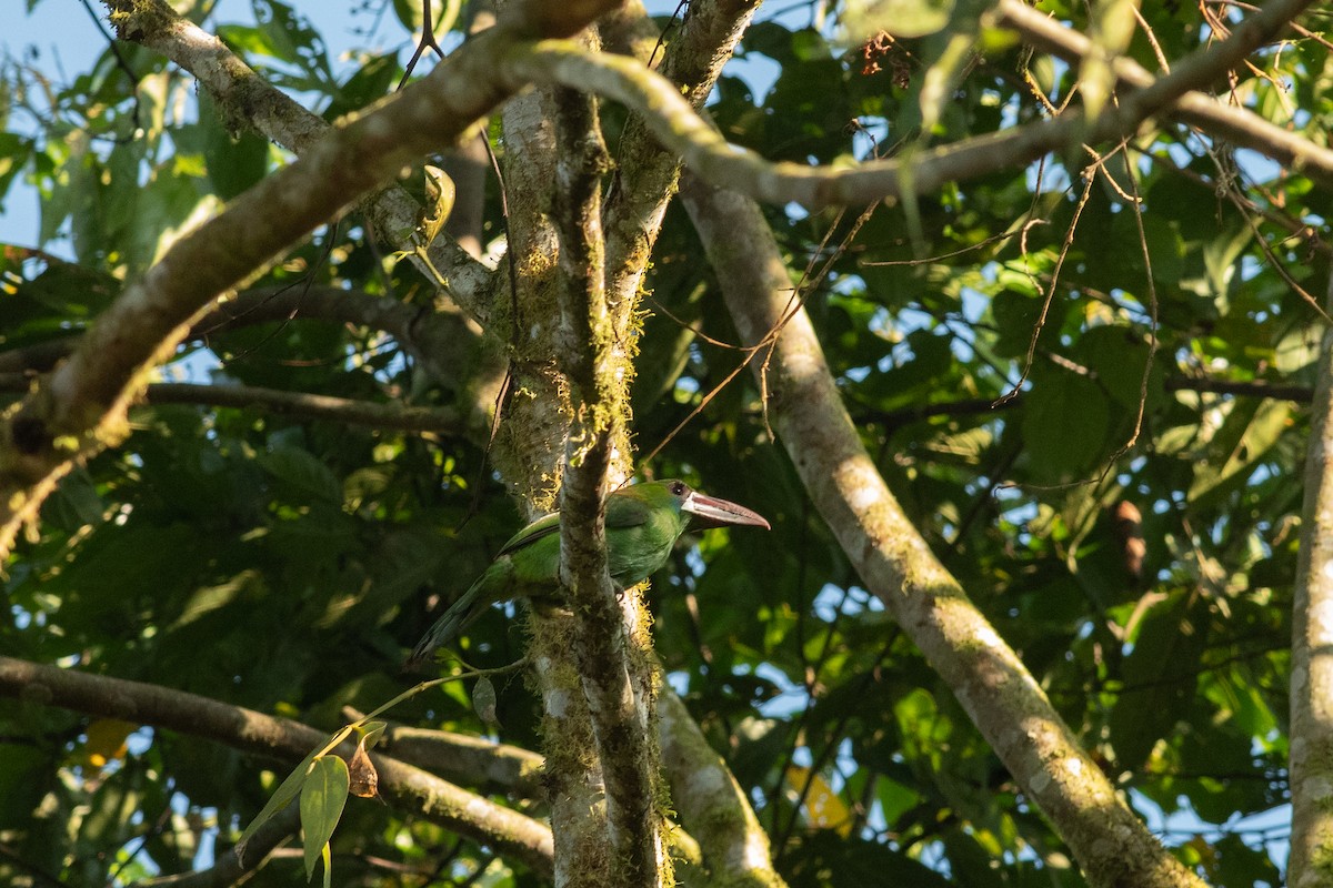 Crimson-rumped Toucanet - ML631603800