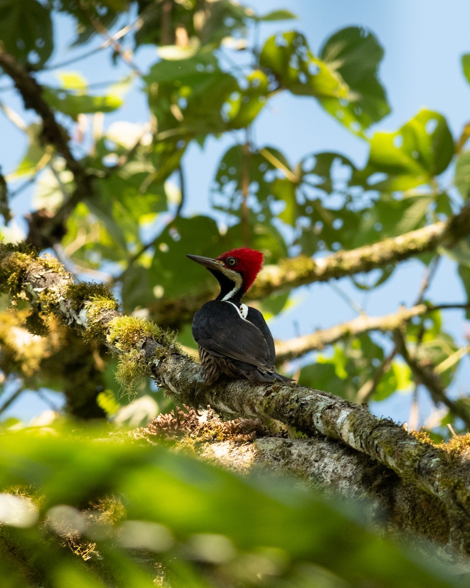 Guayaquil Woodpecker - ML631603810
