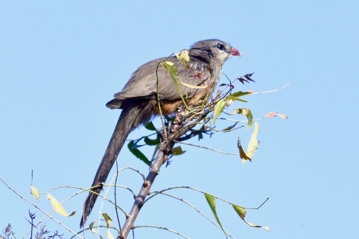 Sirkeer Malkoha - ML631604007