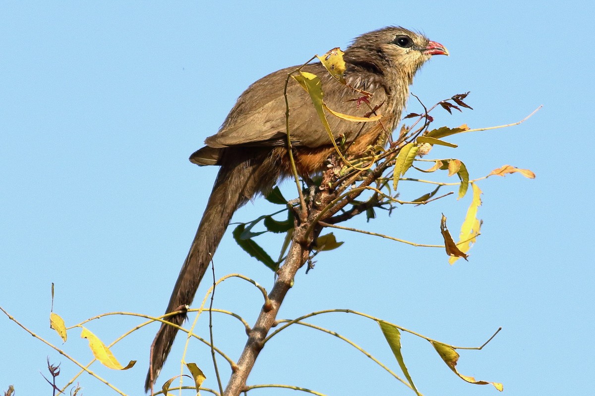 Sirkeer Malkoha - ML631604008
