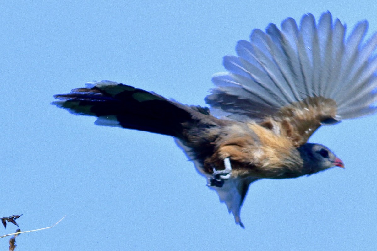 Sirkeer Malkoha - ML631604009