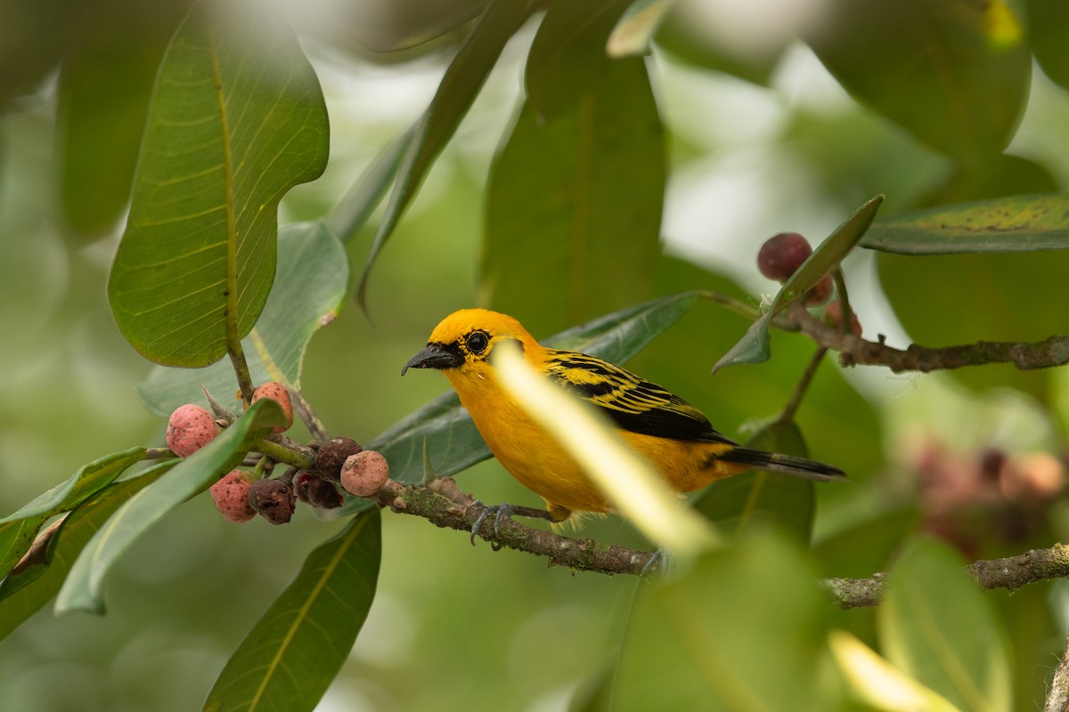 Golden Tanager - ML631604026