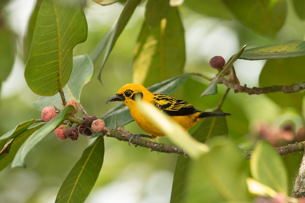Golden Tanager - ML631604027