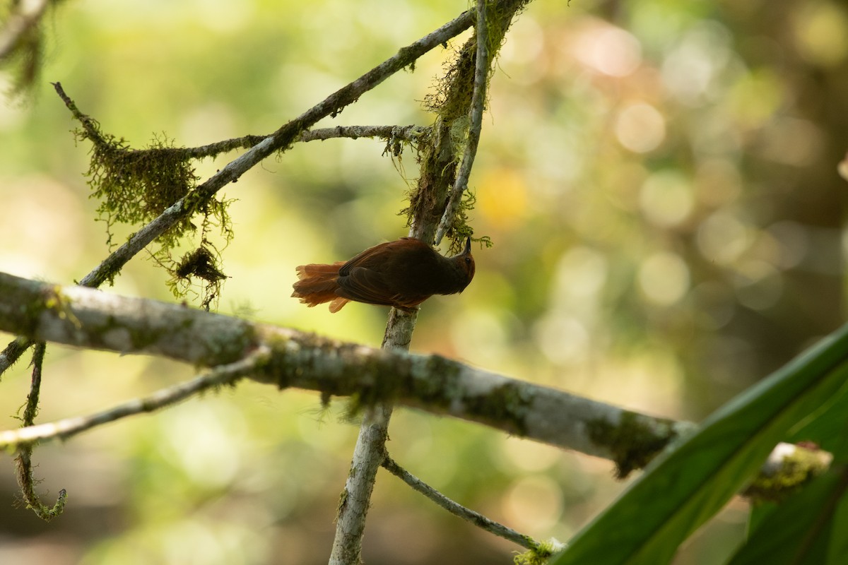 Red-faced Spinetail - ML631604049