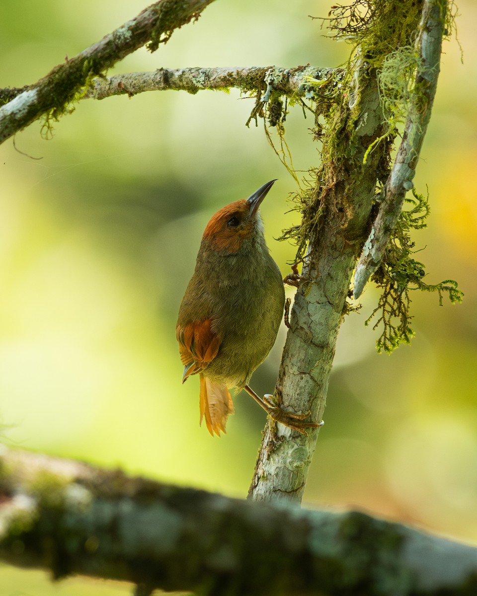 Red-faced Spinetail - ML631604054