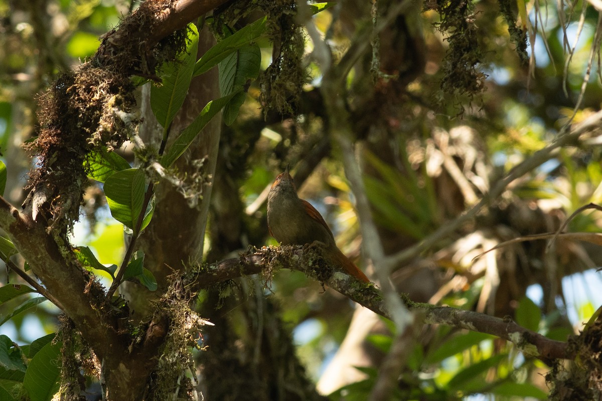Red-faced Spinetail - ML631604062