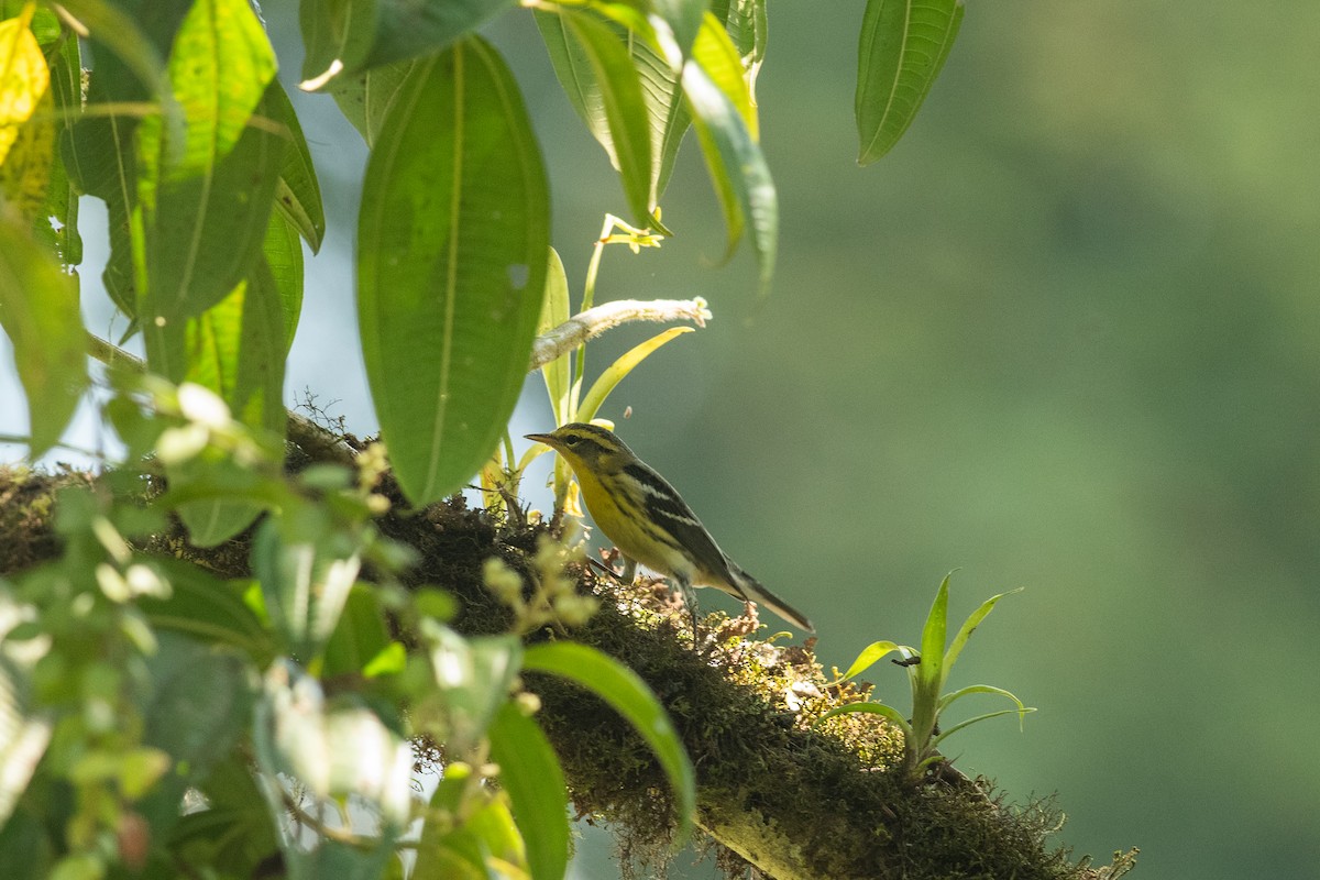 Blackburnian Warbler - ML631604072