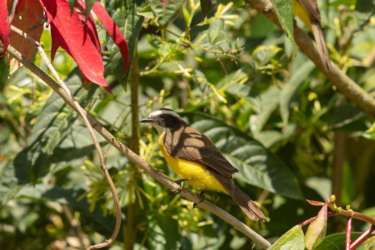 Rusty-margined Flycatcher - ML631604076