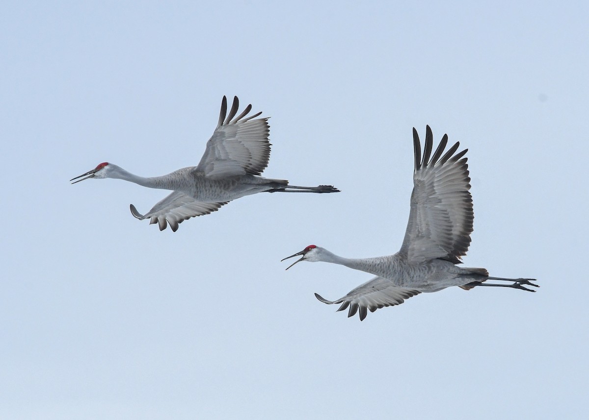 Grulla Canadiense - ML631604133