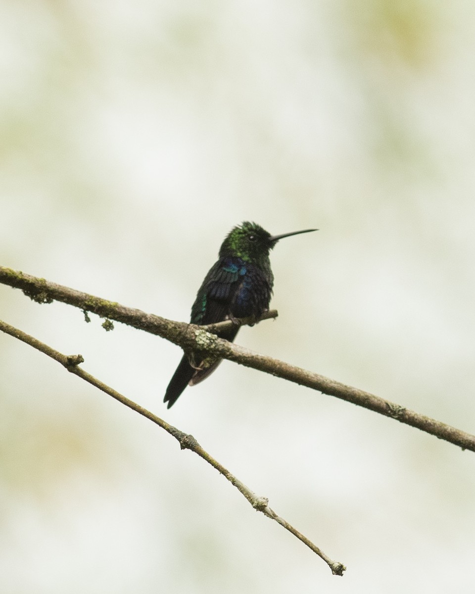 Crowned Woodnymph - ML631604151