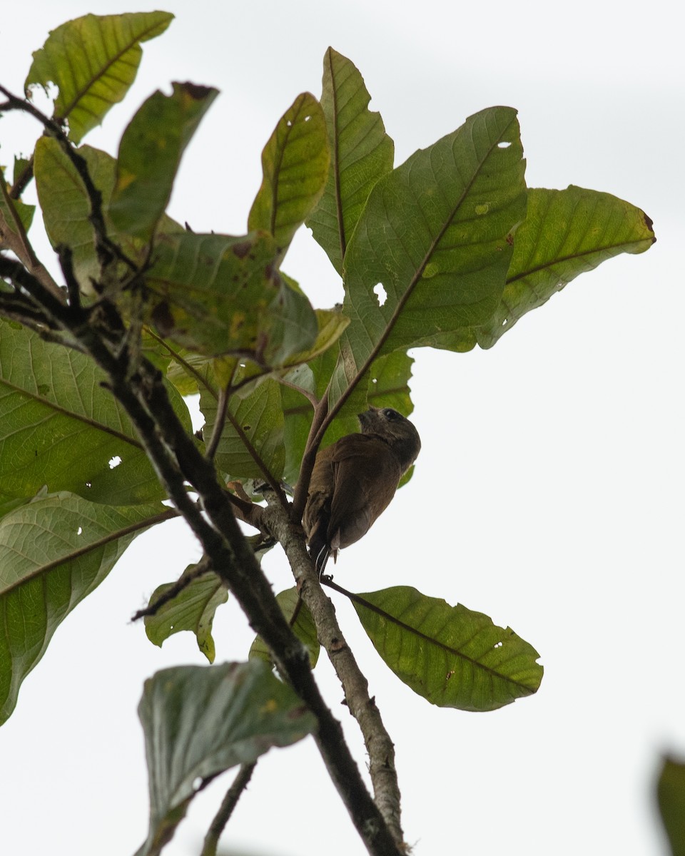 Smoky-brown Woodpecker - ML631604172
