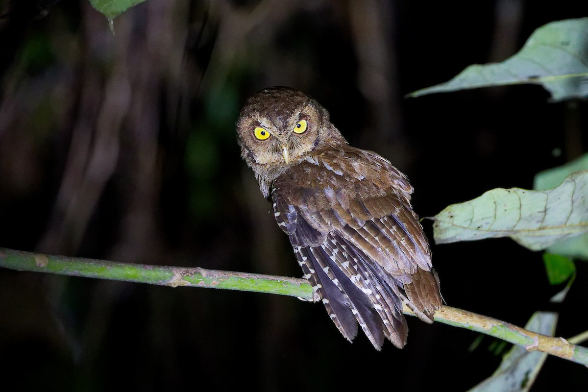 Andaman Scops-Owl - ML631604354