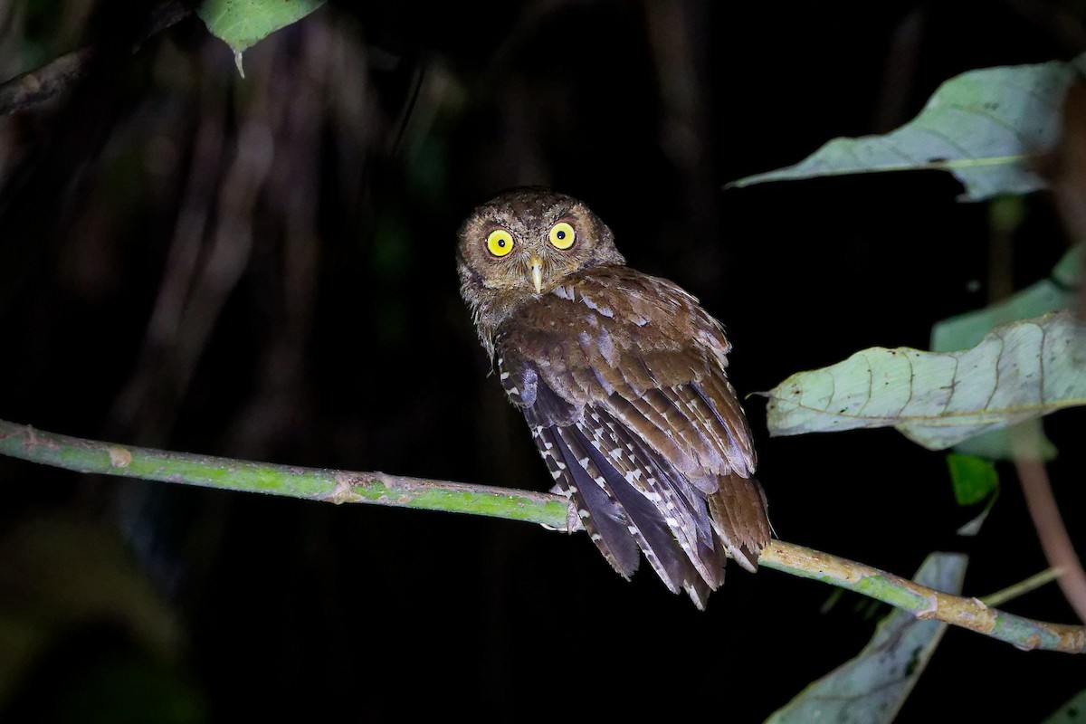 Andaman Scops-Owl - ML631604355