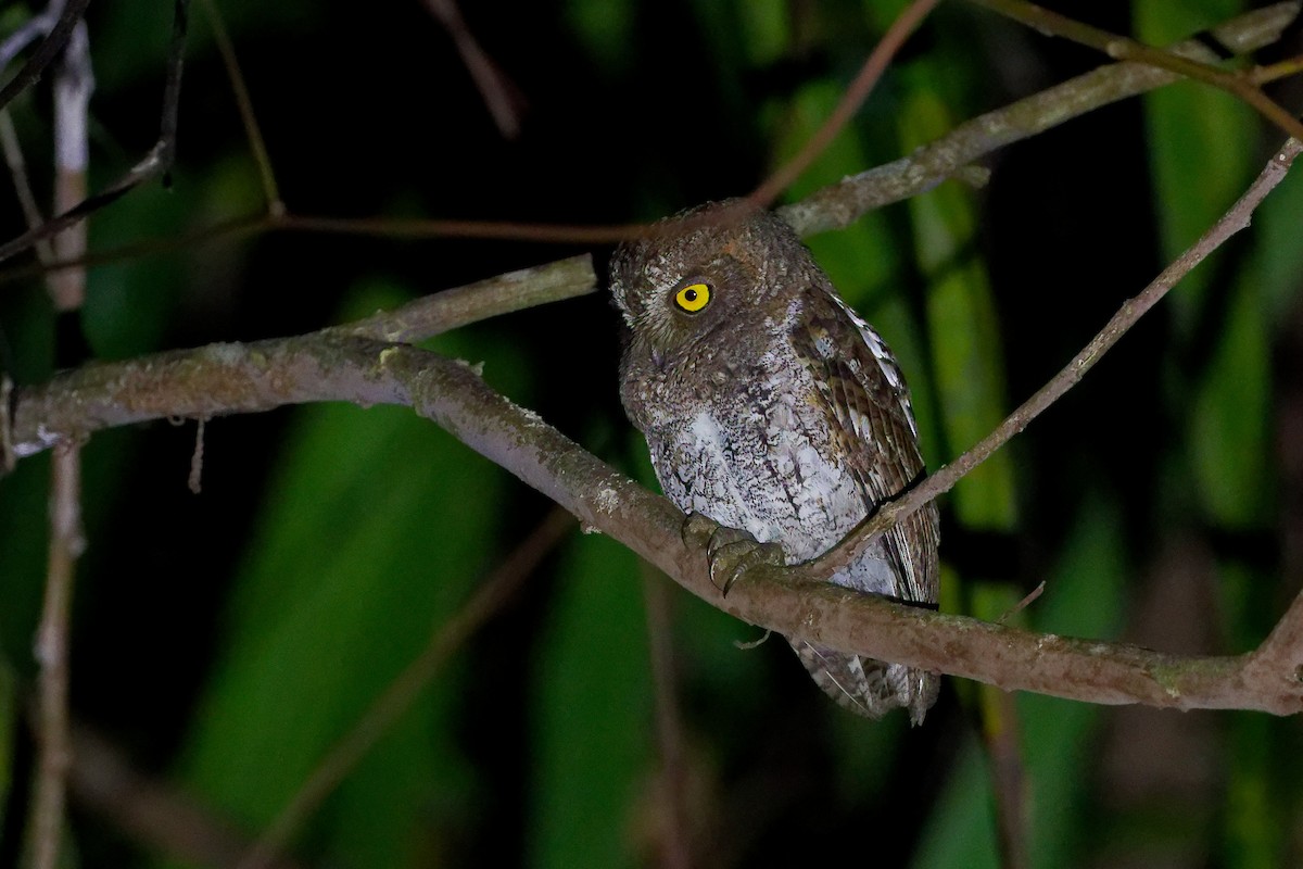 Andaman Scops-Owl - ML631604356