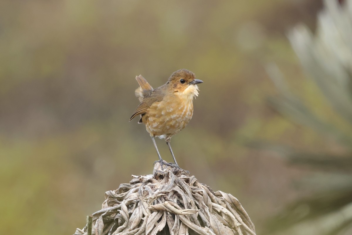 Boyaca Antpitta - ML631604744