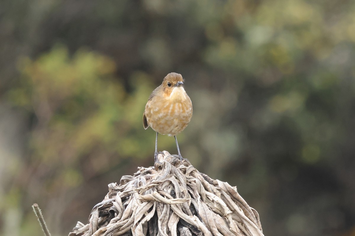 Boyaca Antpitta - ML631604751