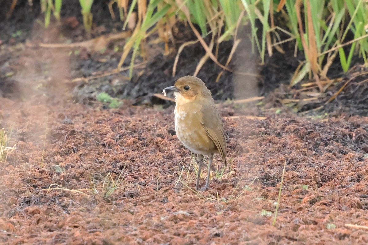Boyaca Antpitta - ML631604752
