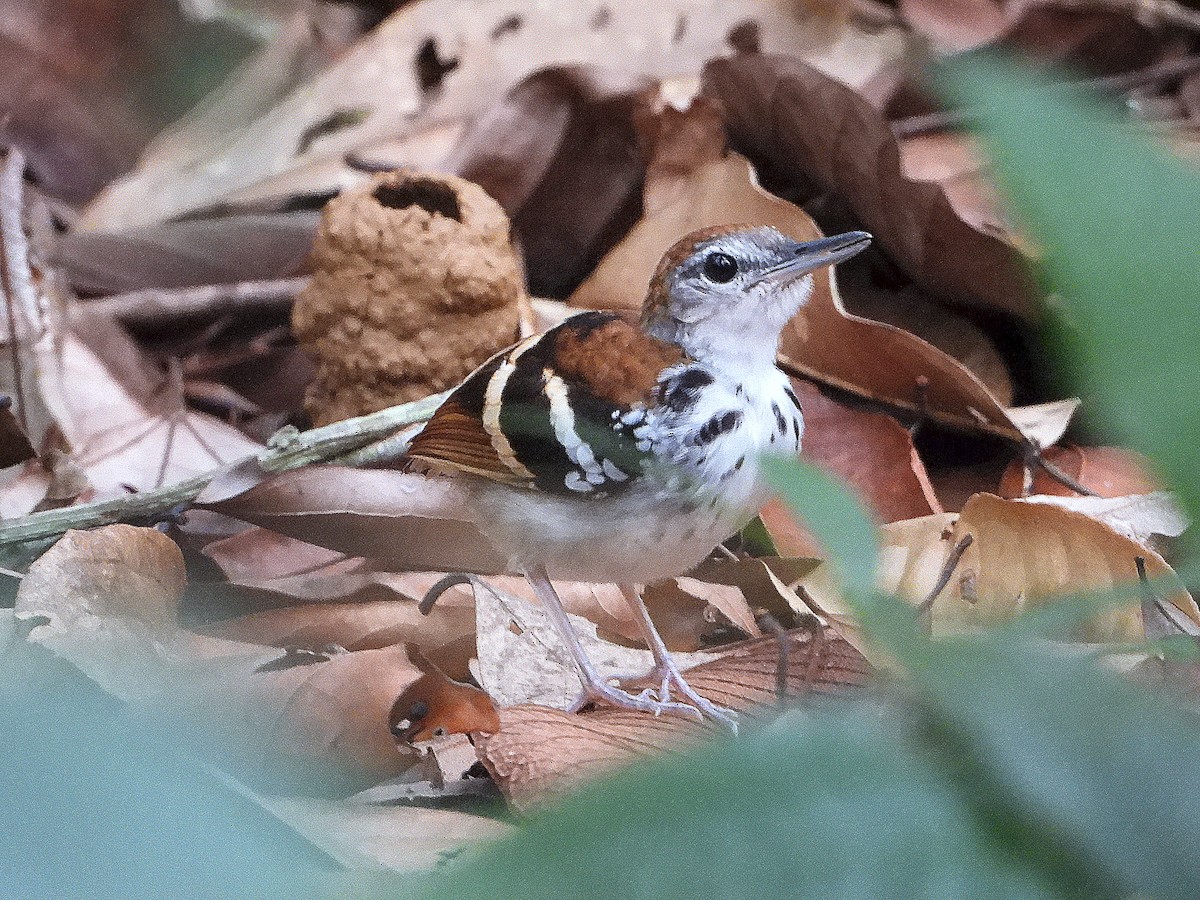 Banded Antbird - ML631604778