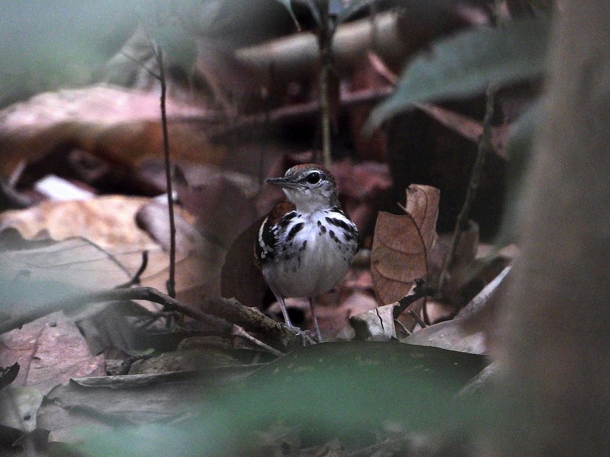 Banded Antbird - ML631604780