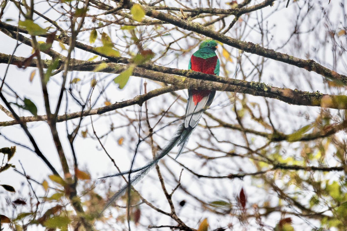 Resplendent Quetzal - ML631604829