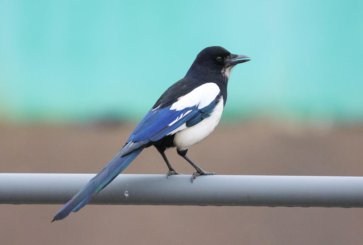 Oriental Magpie - ML631604834