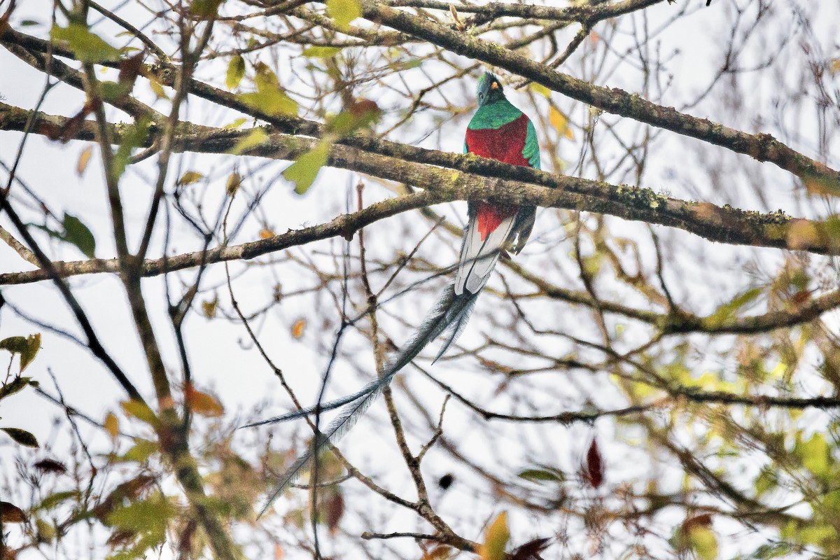Resplendent Quetzal - ML631604836