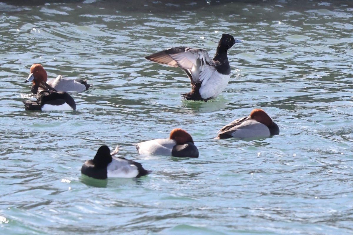 Lesser Scaup - ML631604889