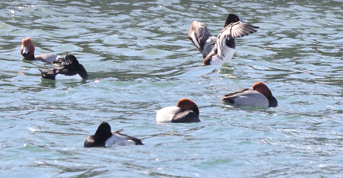 Lesser Scaup - ML631604893