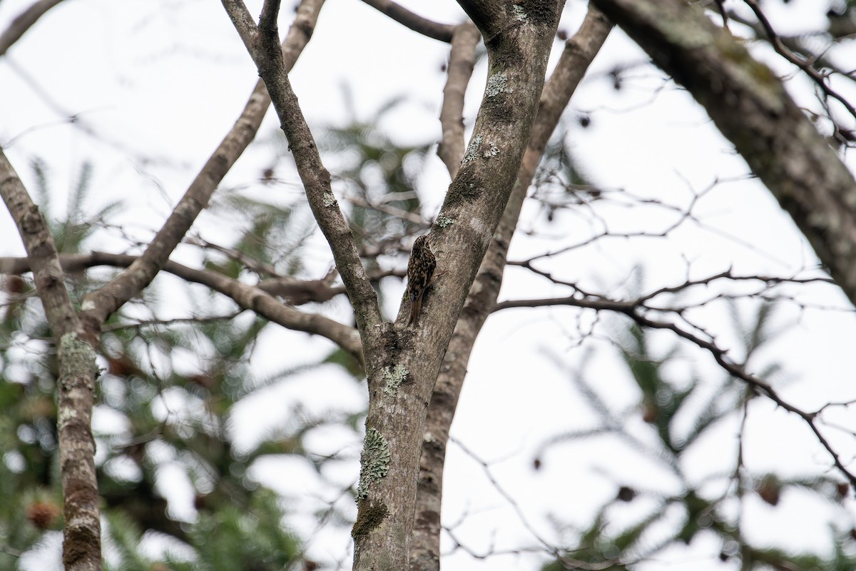 Sichuan Treecreeper - ML631604968