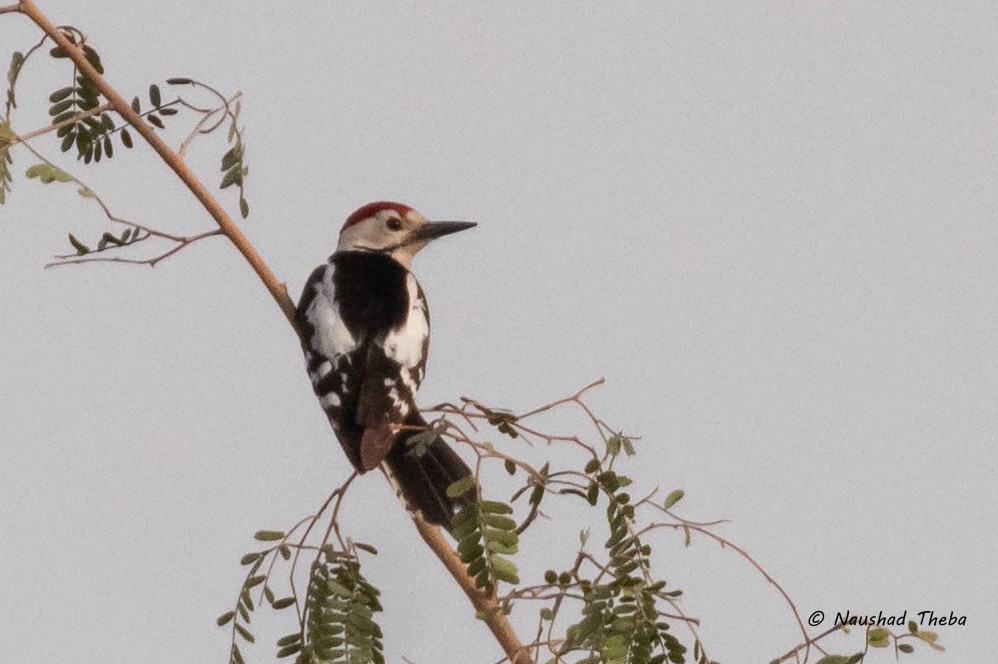 Sind Woodpecker - ML631605255