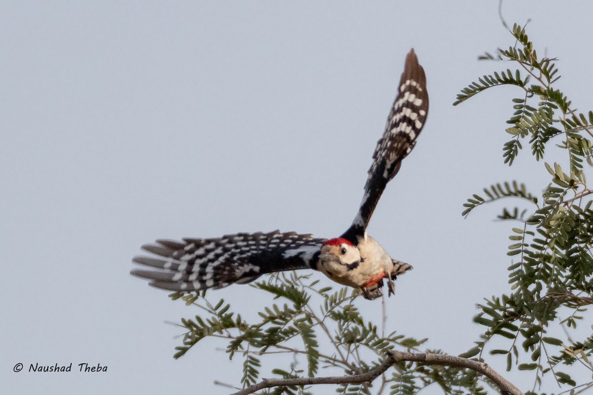 Sind Woodpecker - ML631605256