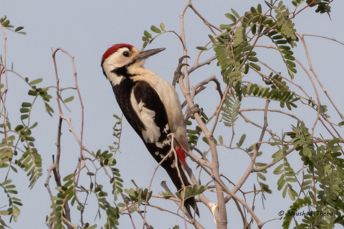 Sind Woodpecker - ML631605257
