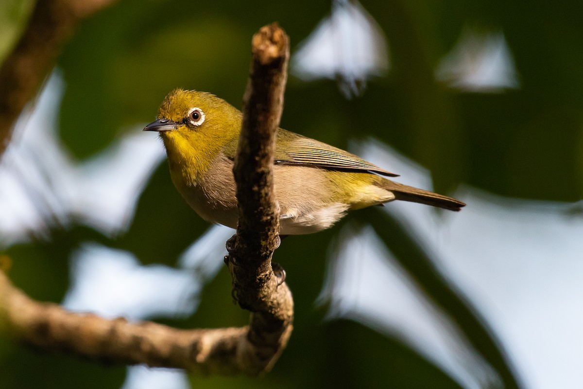 Warbling White-eye - ML631605686