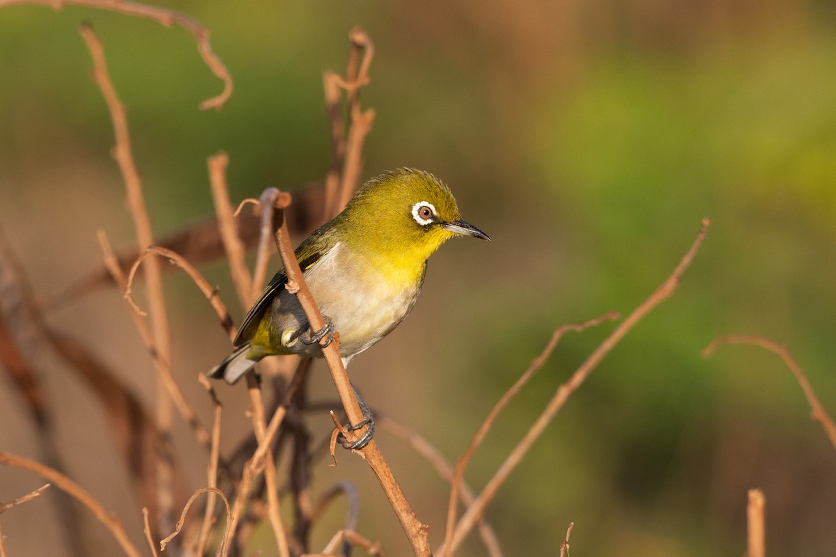 Warbling White-eye - ML631605712