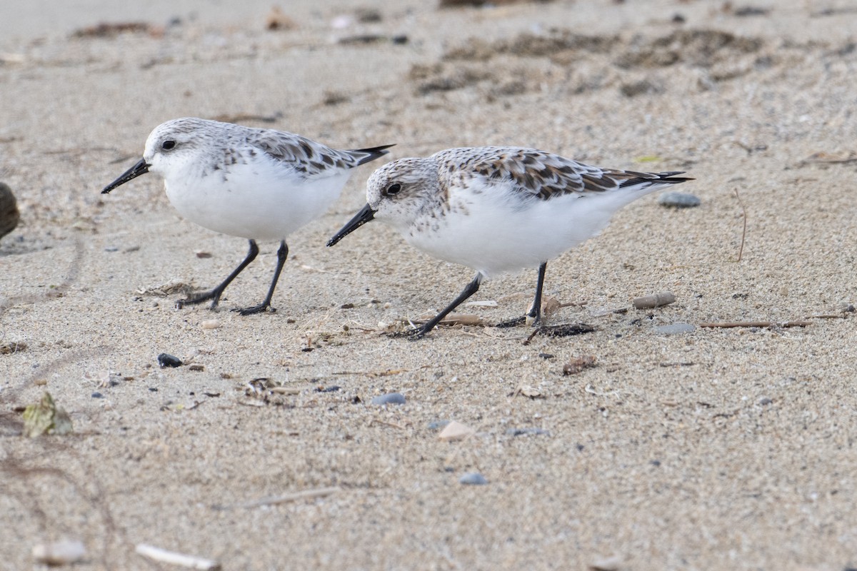 Sanderling - ML631606006