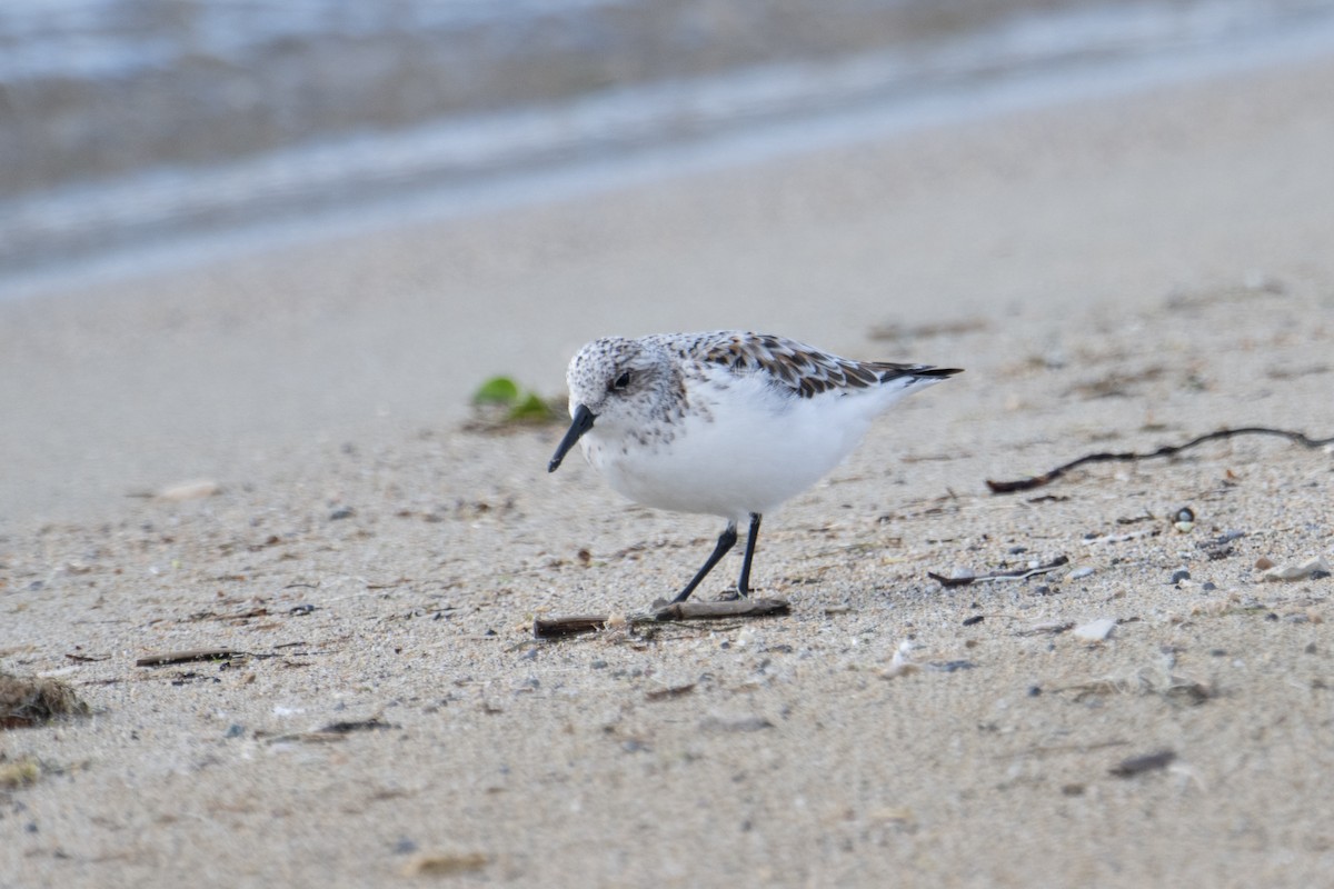 Sanderling - ML631606013