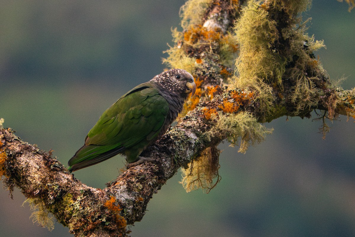 Speckle-faced Parrot (White-capped) - ML631606081