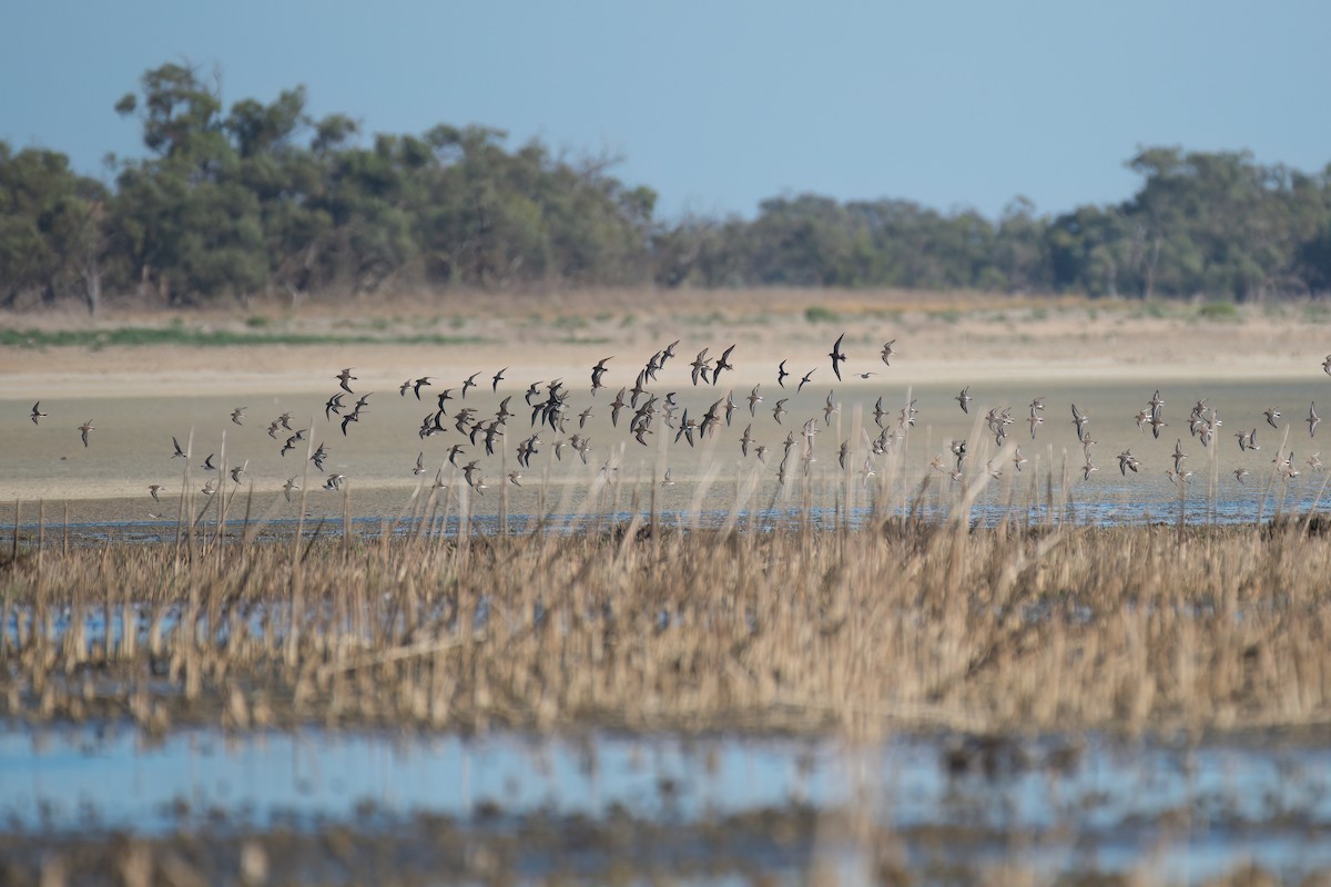Red-capped Plover - ML631606308