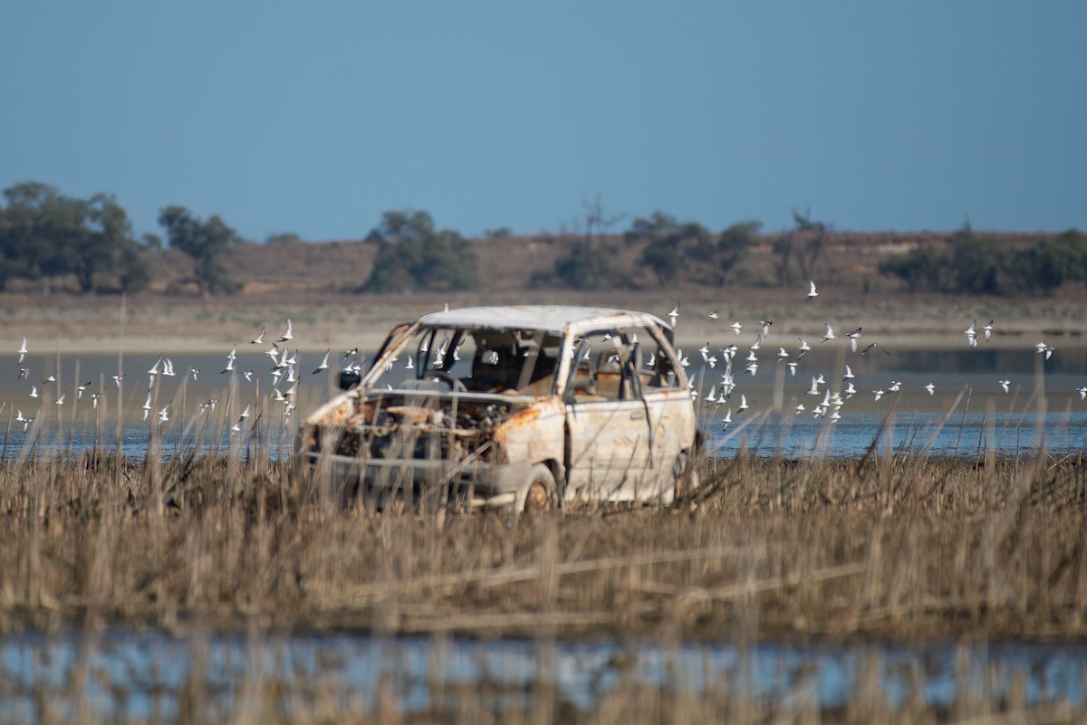 Red-capped Plover - ML631606432