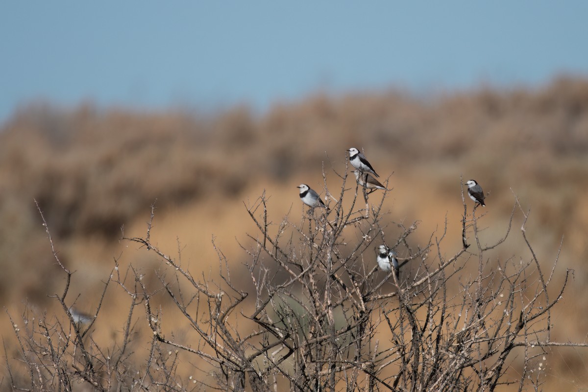 White-fronted Chat - ML631606489