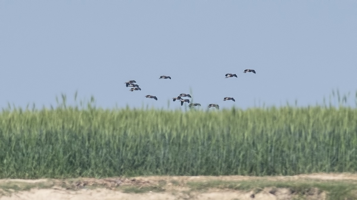 duck sp. - ML631606539