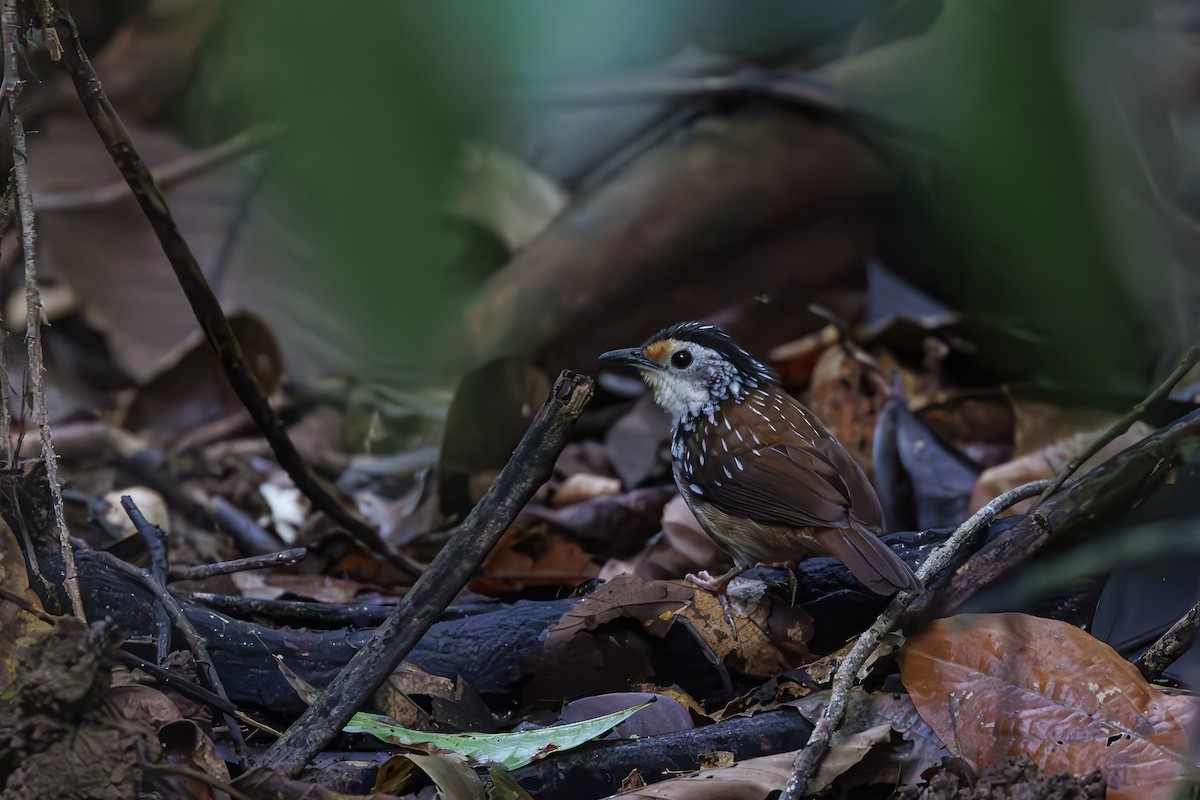 Striped Wren-Babbler - ML631606590