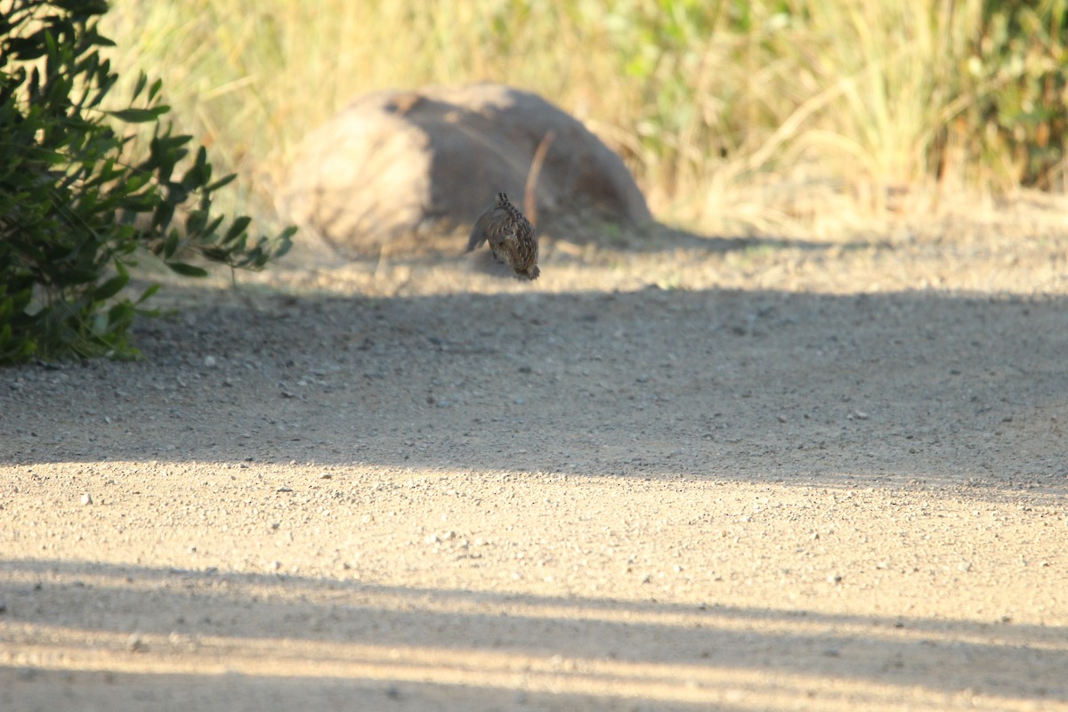 Brown Quail - ML631606745