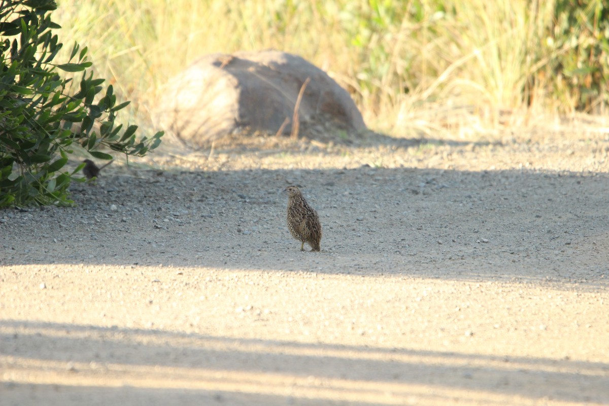 Brown Quail - ML631606746