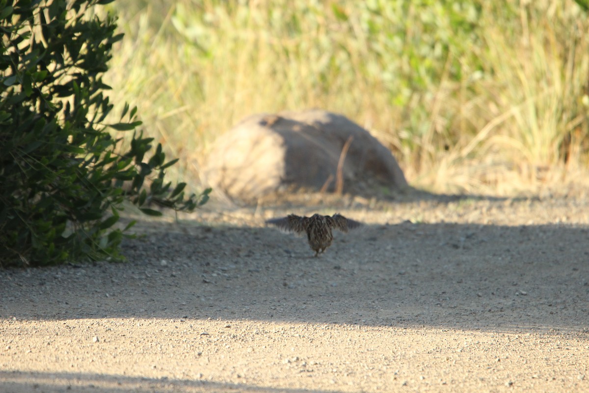 Brown Quail - ML631606747